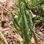 Urospermum dalechampii Leaf