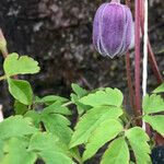 Clematis alpina മറ്റ്