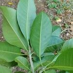 Esenbeckia leiocarpa Leaf