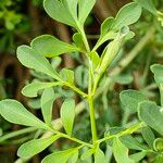 Ruta graveolens Leaf