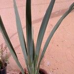 Neomarica northiana Folha
