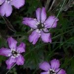 Silene acaulisFlower