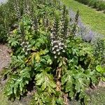 Acanthus mollisKwiat