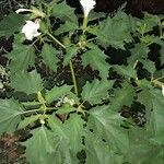 Datura stramoniumКветка