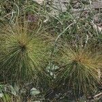 Spinifex longifolius Květ