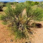 Ephedra viridis Alkat (teljes növény)
