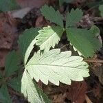 Potentilla anglica पत्ता