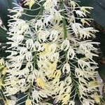 Dendrobium speciosum Yaprak