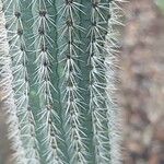 Cleistocactus candelilla Blad