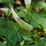 Calystegia silvatica Beste bat