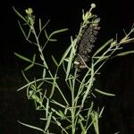 Crotalaria goreensis Fruit