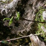 Arisaema tortuosum Hábitos