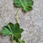 Alchemilla monticolaList