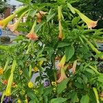 Brugmansia sanguinea Hábito