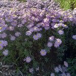 Symphyotrichum dumosum Habitus