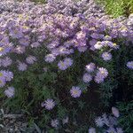 Symphyotrichum dumosum Pokrój