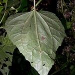 Mikania vitifolia Feuille