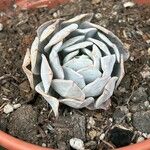 Dudleya pulverulenta Leaf