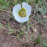 Calochortus gunnisonii Flower