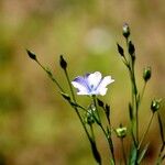 Linum usitatissimum Hábito