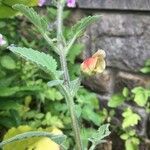 Scrophularia grandiflora Flower