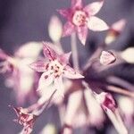 Allium campanulatum Kvet