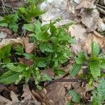 Mercurialis perennis Hoja