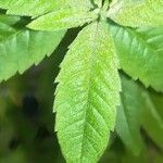 Lippia triphylla Leaf