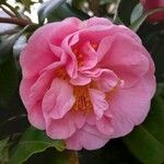 Camellia japonica Flower