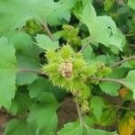 Xanthium strumariumFruit