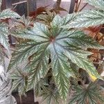 Begonia aconitifolia Blad