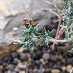 Teucrium subspinosum Blad