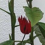 Pavonia multiflora Blomst