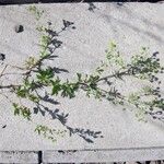 Potentilla intermedia Habitat