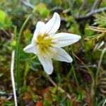 Gagea serotina Blomst