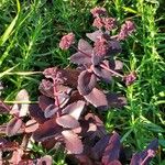 Sedum telephium Leaf