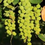 Coccoloba uvifera Fruit