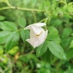 Rosa corymbifera Flower