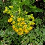 Solidago rigida Flor