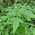 Cedronella canariensis Likasa