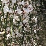 Retama raetam Feuille