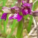 Anacamptis morioBloem