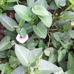 Ipomoea aquatica Leaf