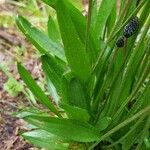 Plantago atrata Blad