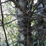 Zanthoxylum chalybeum बार्क (छाल)