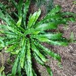 Asplenium scolopendriumBlad