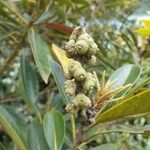 Morella cerifera Fruto