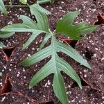 Philodendron pedatum Лист