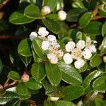 Cotoneaster dammeri Other