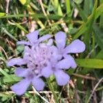 Scabiosa canescens फूल